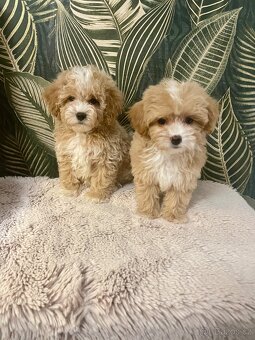 Maltipoo štěňátka - 5