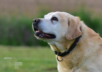 Darujeme labradorského retrívra - 5
