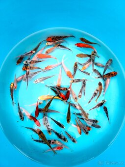 ❗️KOI KAPR 6-10CM VÝPRODEJ❗️ - 5