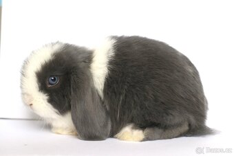 ❤️ Minilop samička ❤️ - 5