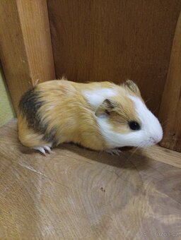 Morčata, morče- samečci - 5