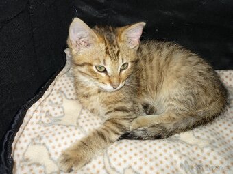 Koťátka - 5