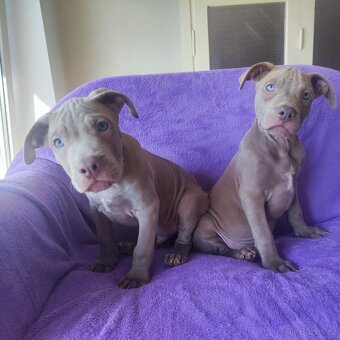 Americký pitbulterier pitbul pitbull silver lilac rare spp - 5