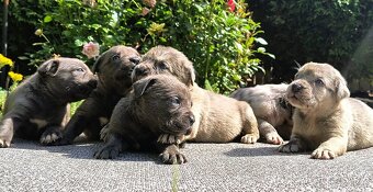 Cane corso merle - 5