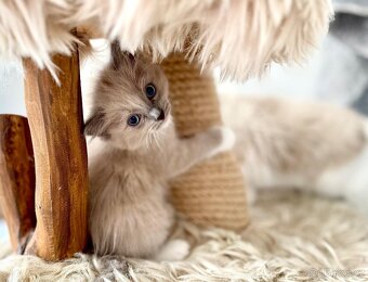 Ragdoll koťátka - 5