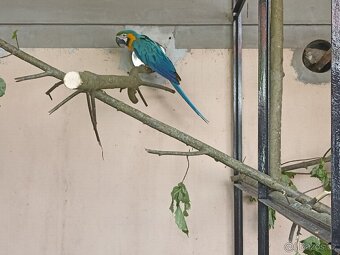 Ara ararauna, Amazoňan modročelý - 5