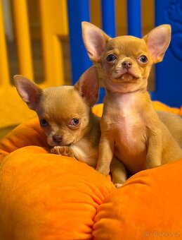 Čivava krátkosrstá s PP - 5