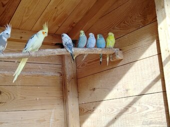 Andulka Vlnkovaná - 5