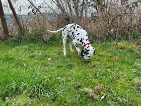 Dalmatin štěně -hledáme domov - 5