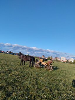 Bryčka na prodej - 5