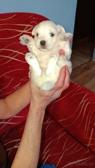 Maltézský psík/maltézáček (bez PP) - 5