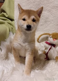 Shiba inu, štěňátko, fenečka bez PP. - 5