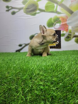 Francouzský buldoček - 5