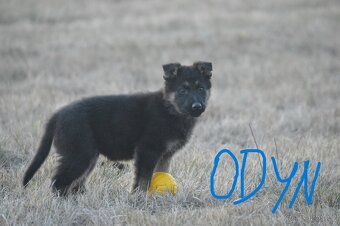 Německý ovčák-štěňata - 5