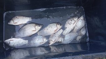 Karas stříbřitý - 5