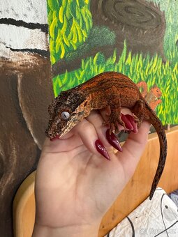 Pagekony hrbolkohlavý - Rhacodactylus auriculatus - 5