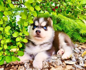 Champion blue eyed Siberian Husky FCI puppy - 5
