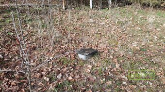 Pozemek ve Vimperku, výstavba do 25m2, investice - 5