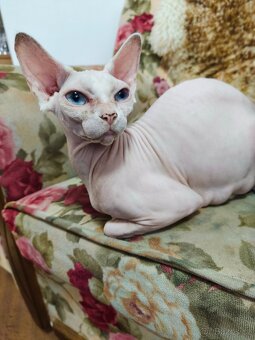 Sphynx kocourek - 5