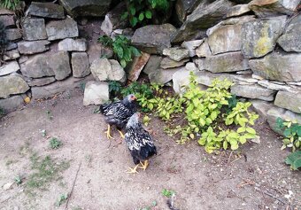 Kohouti Wyandotka - 5