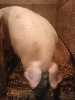 Domácí prase - 5