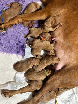 Maďarský krátkosrstý ohař - 5