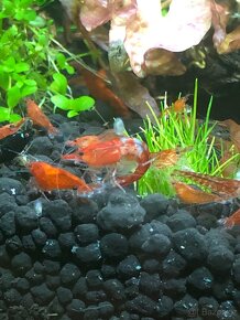 Prodám krevetky Red Rili - 5