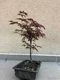 Bonsai, Bonsaj, japonský javor, skalky - 5