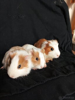 Prodáme morčata - 5