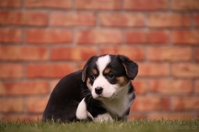 welsh corgi cardigan s pp - 5