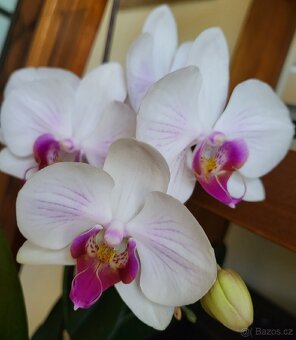 Phalaenopsis, zakořeněná odnož - 5