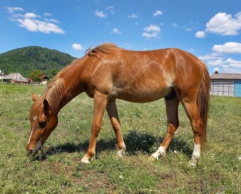 Dvouletý valach pony - 5
