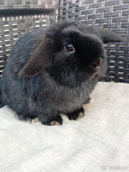 Volný Sameček - Anglický Zakrslý Beránek MiniLop🍑🧡 - 5