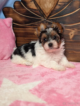 Biewer teriér s PP FCI fenka Daisy hledá domov plný lásky - 5