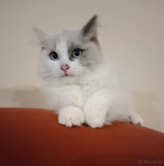 Ragdoll koťátka bez PP - 5