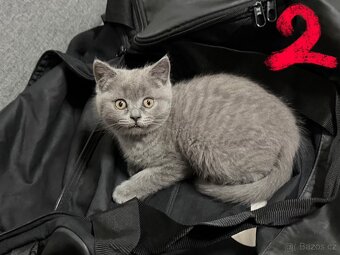 Britská koťata - 5