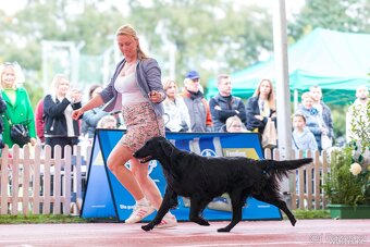 Flat Coated Retriever - pejsci s PP - 5