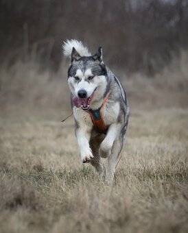 Kříženka husky x malamut - 5