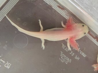 Axolotl mexický - Ambystoma mexicanum - 5
