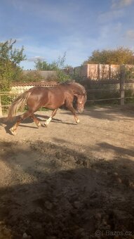 Prodám hřebečka Českomoravský Belgik - 5