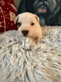 Stafordšírský bulteriér - 5