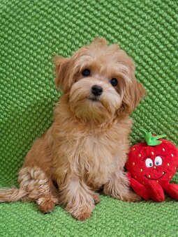 Štěňata maltipoo - 5