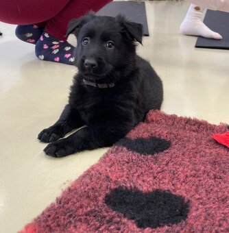 Belgický ovčák groenendael - 5