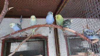 Andulky samečci - 5