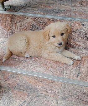 Zlatý retrívr/retriever - 5
