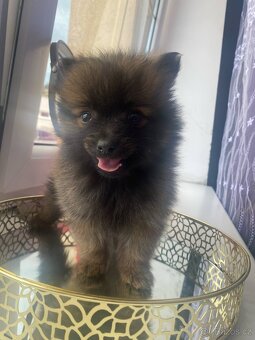 Pomeranian bez pp - 5