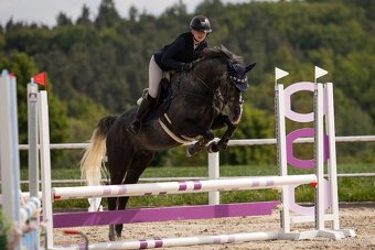 4letý oldenburský valach po Hickstead White - 5