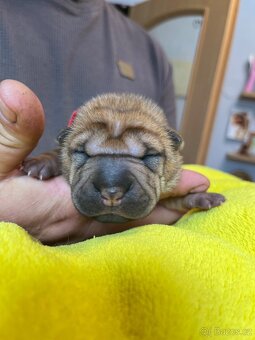 Sharpei,šarpej s PP - 5