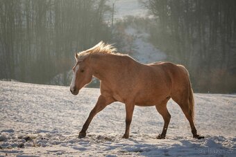 QH valach po AP Royal Bar - 5