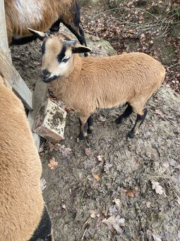 Ovce kamerunská - 5